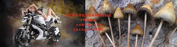 гидра Елабуга