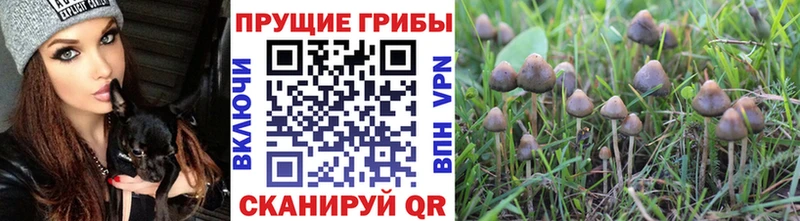 Галлюциногенные грибы Magic Shrooms  Купить закладки  Щёлкино 